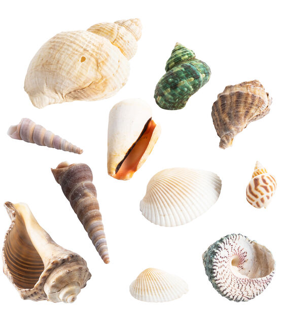 12oz Natural Sea Shell Mix by Bloom Room, , hi-res, image 2