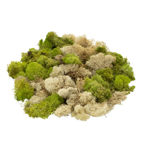 Quality Growers Natural & Spring Green Reindeer Moss