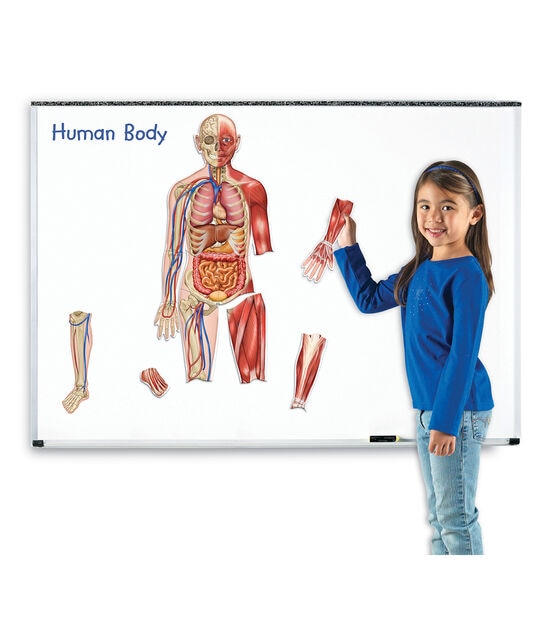 Learning Resources 17pc Double sided Magnetic Human Body Kit, , hi-res, image 5