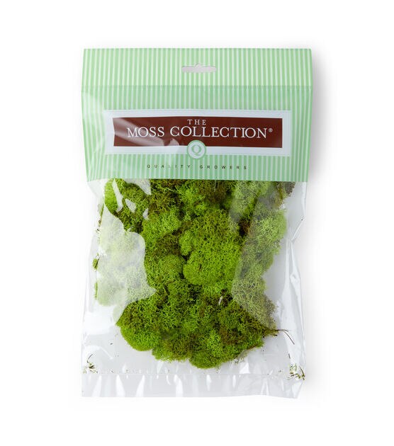 Find Reindeer Moss by Ashland® at Michaels