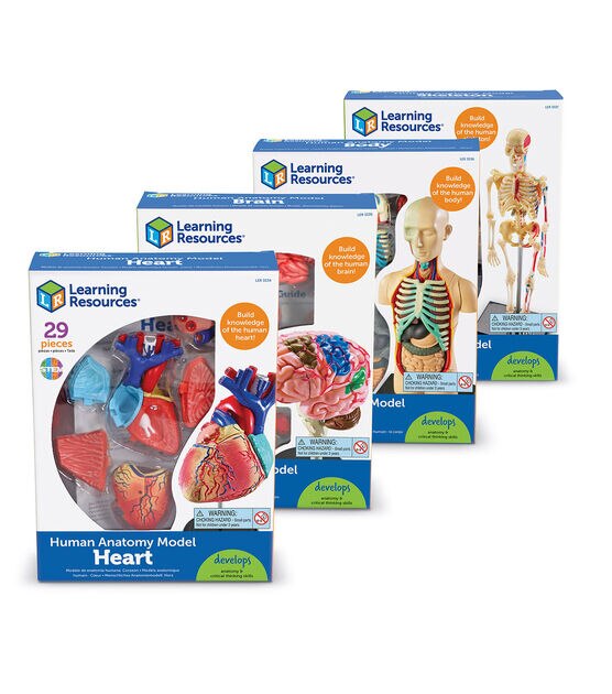 Learning Resources 4ct Anatomy Model Sets