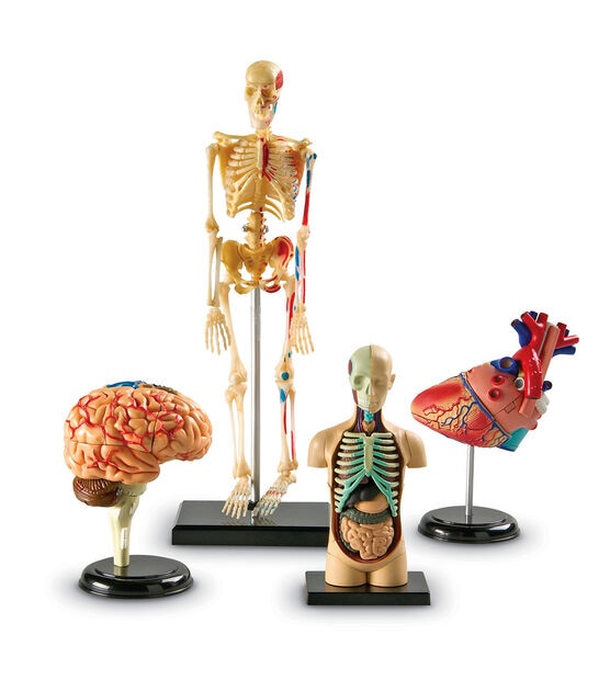 Learning Resources 4ct Anatomy Model Sets, , hi-res, image 2