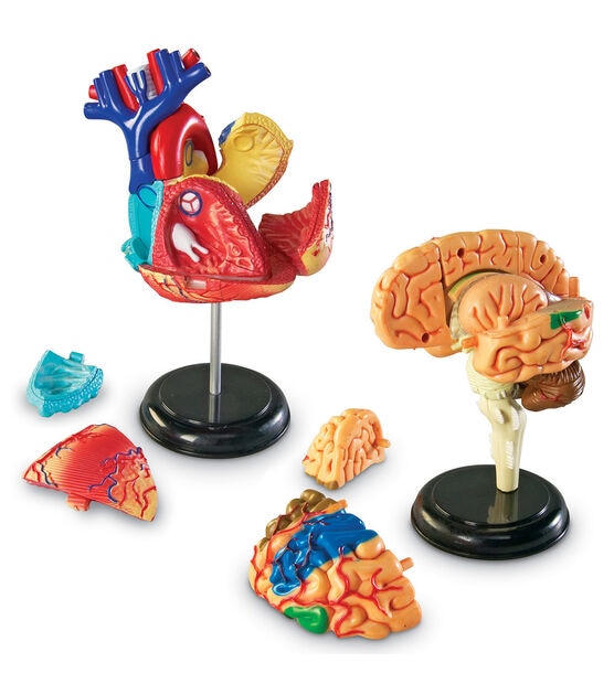Learning Resources 4ct Anatomy Model Sets, , hi-res, image 4