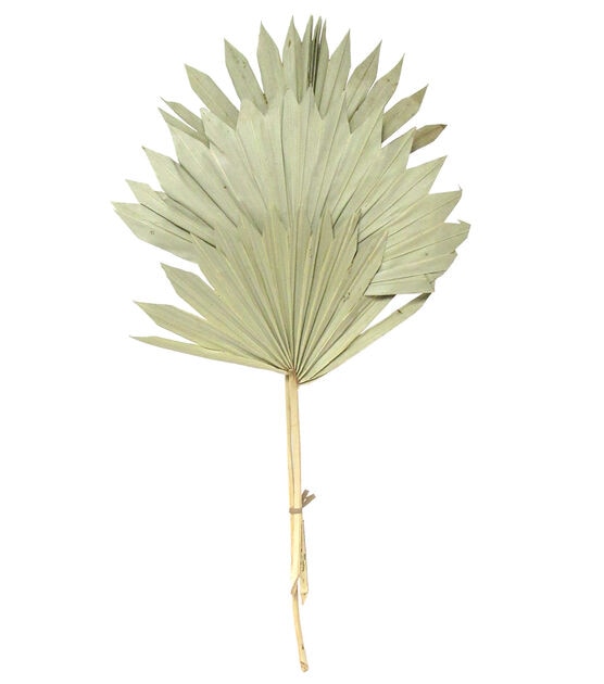 23" Green Sun Spear Palm by Bloom Room