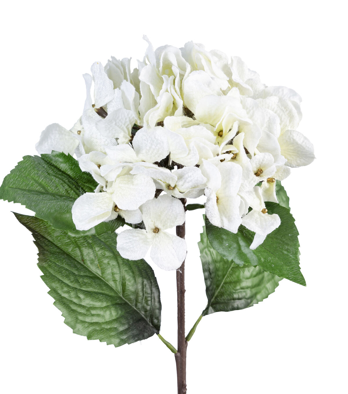 Image of White diamond hydrangeas full bloom