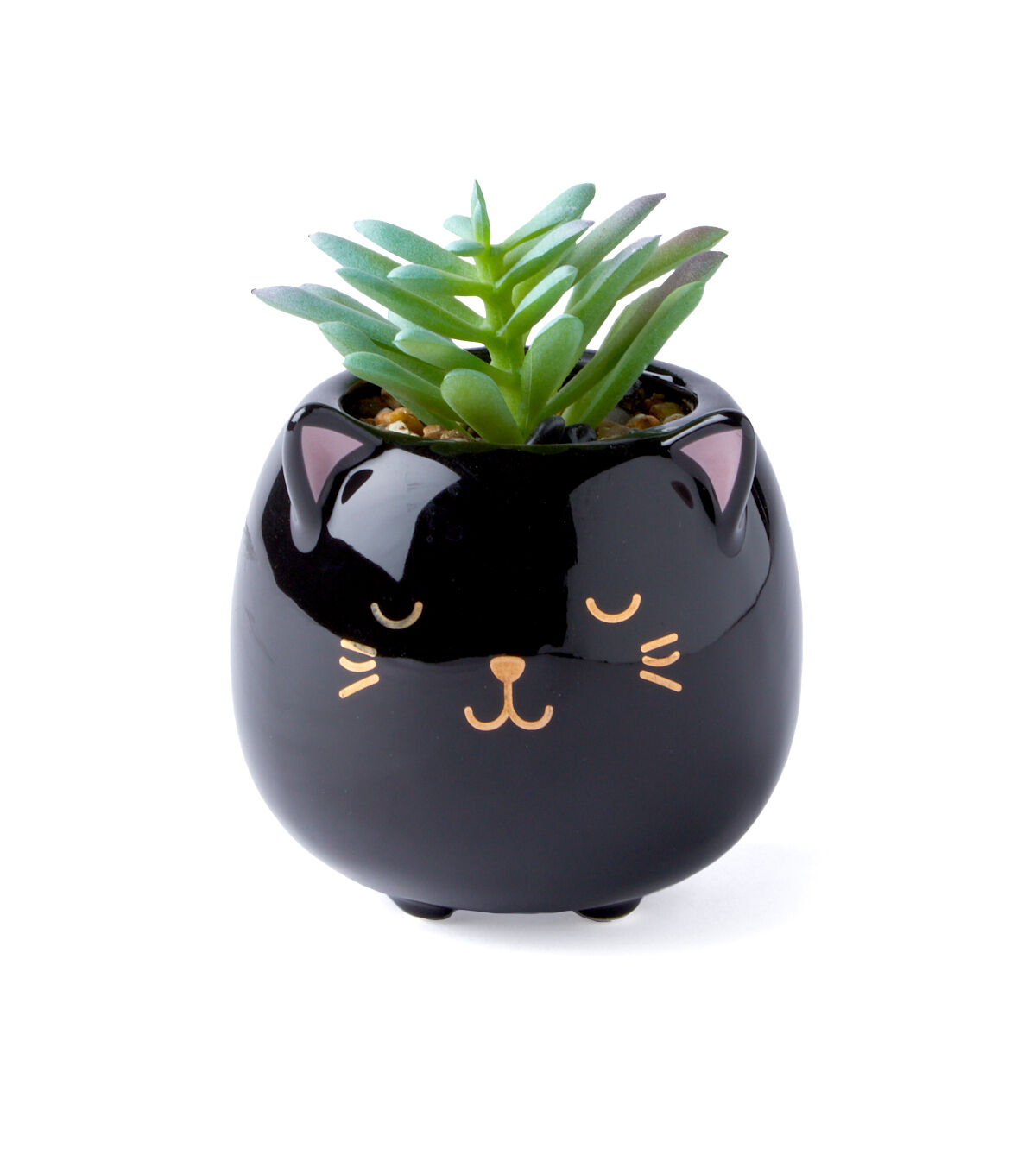 M✧succulent ·͜· ︎︎ᕷ The Next Gardener Succulent Unboxing with Succulent Names or