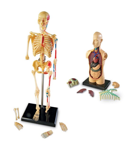 Learning Resources 4ct Anatomy Model Sets, , hi-res, image 3