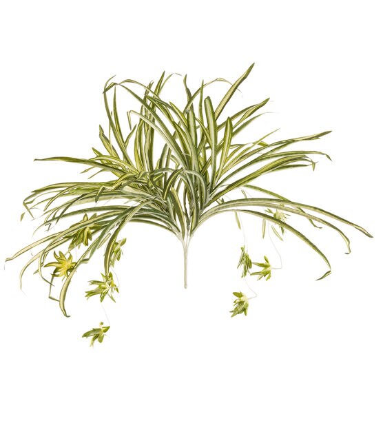 18" Spider Plant Bush by Bloom Room