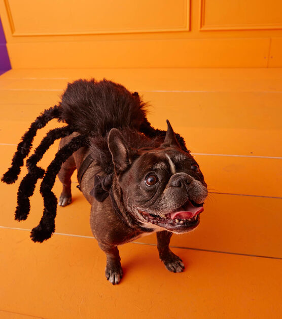 Spider Dog Costume - DIY Dog Halloween Costumes