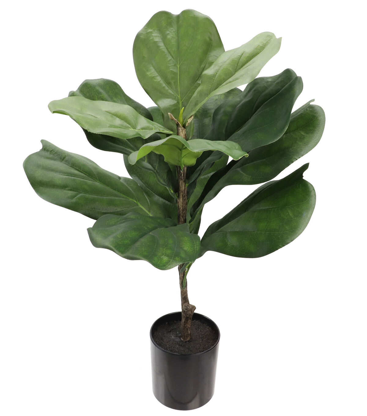 fiddle fig leaf plant from Joann Stores